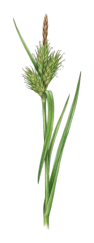Carex hordeistichos