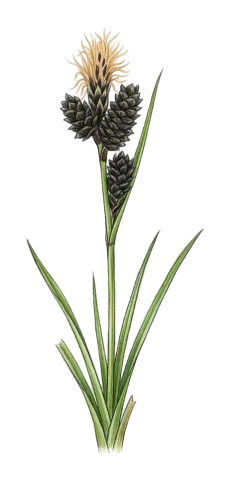 Carex orbicularis