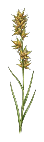 Carex otrubae