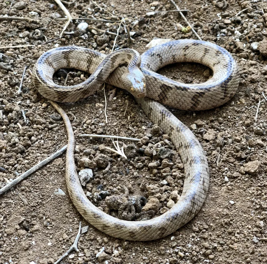 Soosan Tiger Snake