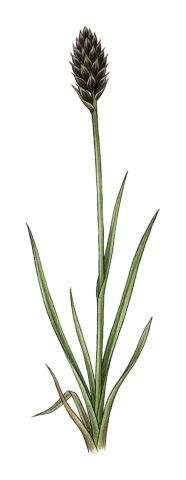 Carex pachystylis