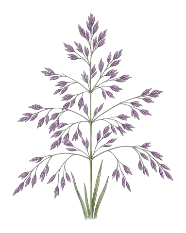Catabrosella violacea