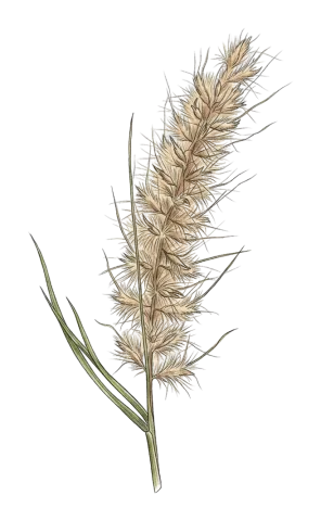 Cenchrus orientalis