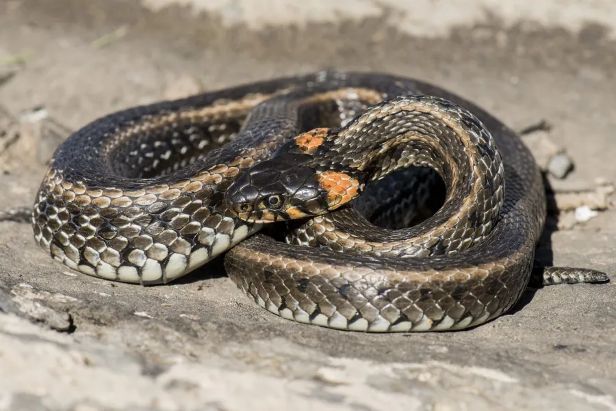 Grass Snake