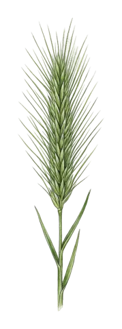 Crithopsis delileana