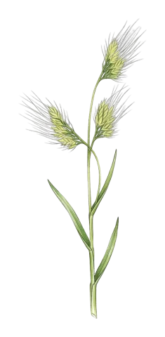 Cynosurus effusus