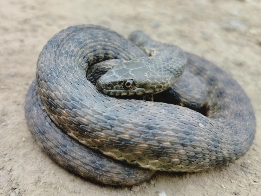Dice Snake