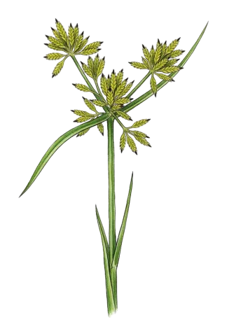 Cyperus flavescens