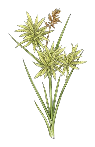 Cyperus flavidus