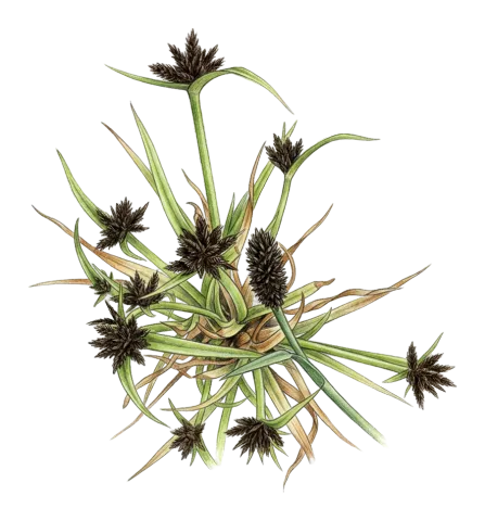 Cyperus fuscus