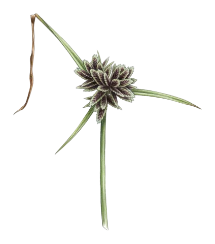 Cyperus glaber