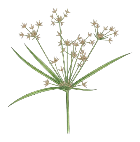 Cyperus longus