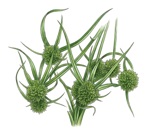 Cyperus michelianus