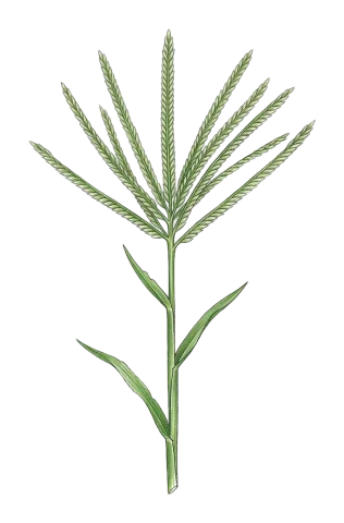 Digitaria sanguinalis