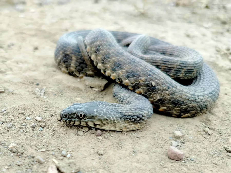 Dice Snake