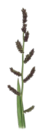 Echinochloa colonum