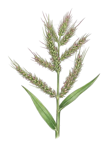 Echinochloa crus-galli