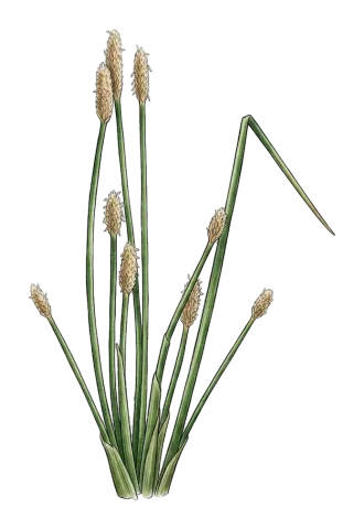 Eleocharis palustris
