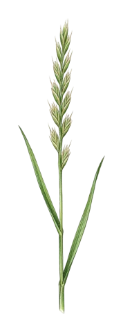Elymus repens