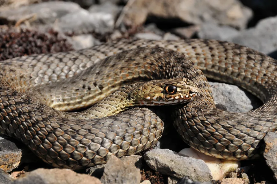 Eastern Montpellier Snake