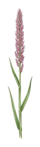 Eragrostis japonica