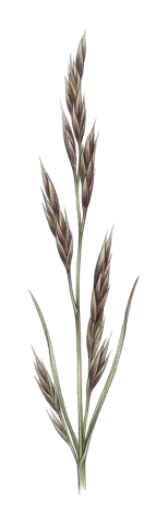 Festuca chalcophaea