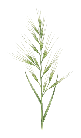 Festuca myuros