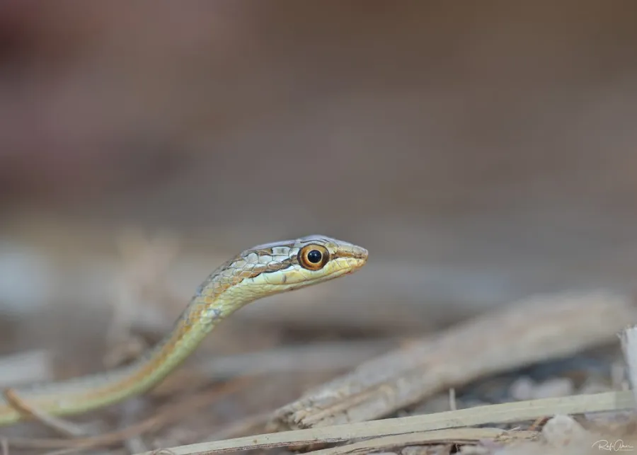 Schokari Sand Racer