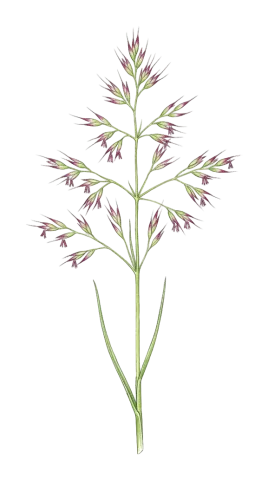 Festuca rubra