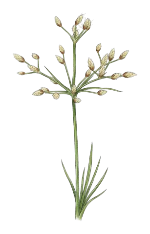 Fimbristylis bisumbellata