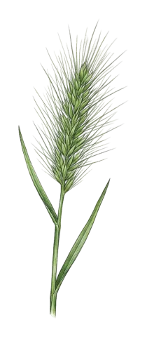 Heteranthelium piliferum
