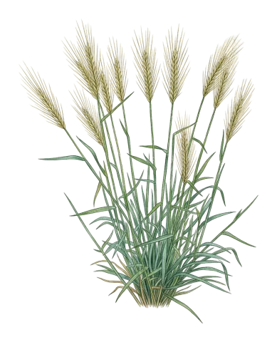 Hordeum bulbosum
