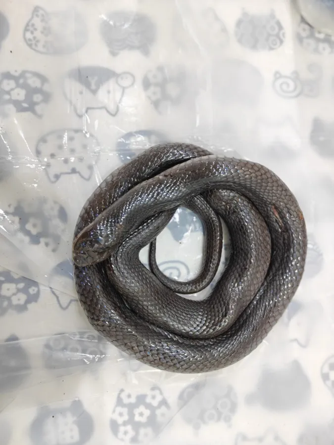 Black Desert Cobra