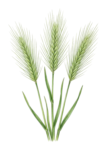 Hordeum marinum