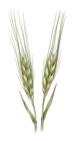 Hordeum vulgare