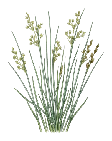 Juncus inflexus