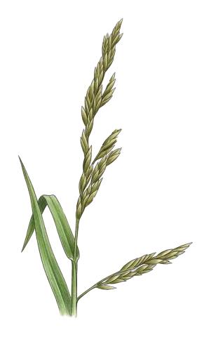 Lolium arundinaceum