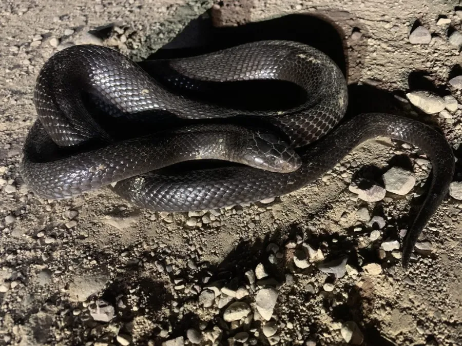 Black Desert Cobra