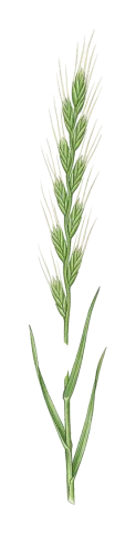 Lolium persicum