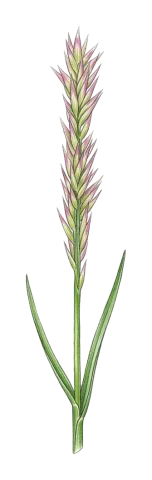 Melica eligulata
