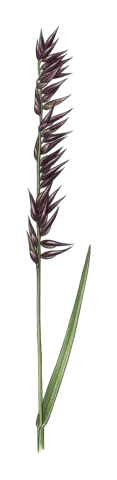 Melica inaequiglumis