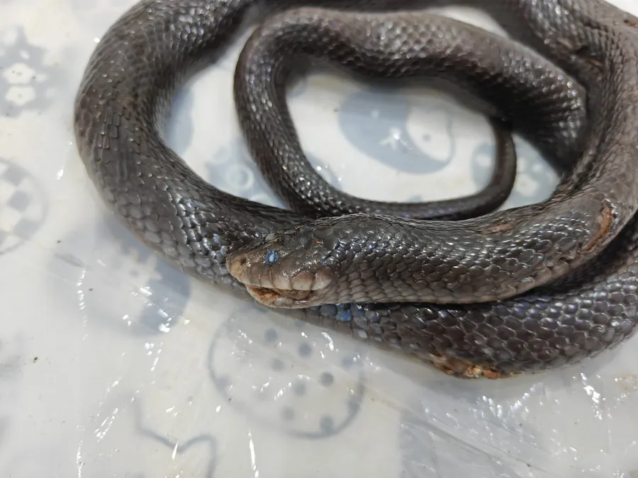 Black Desert Cobra