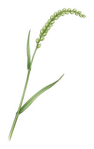 Milium vernale