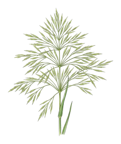 Oloptum thomasii