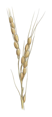 Oryza sativa
