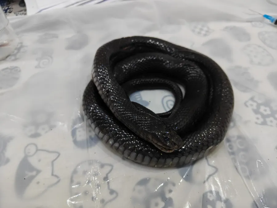 Black Desert Cobra