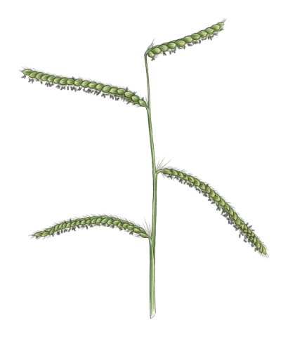 Paspalum dilatatum