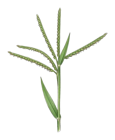 Paspalum distichum