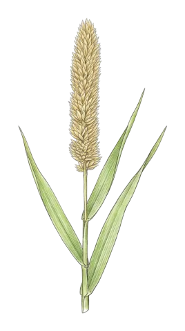 Phalaris aquatica