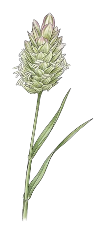 Phalaris brachystachys